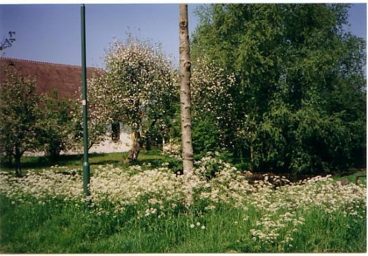 zijtuin voorjaar